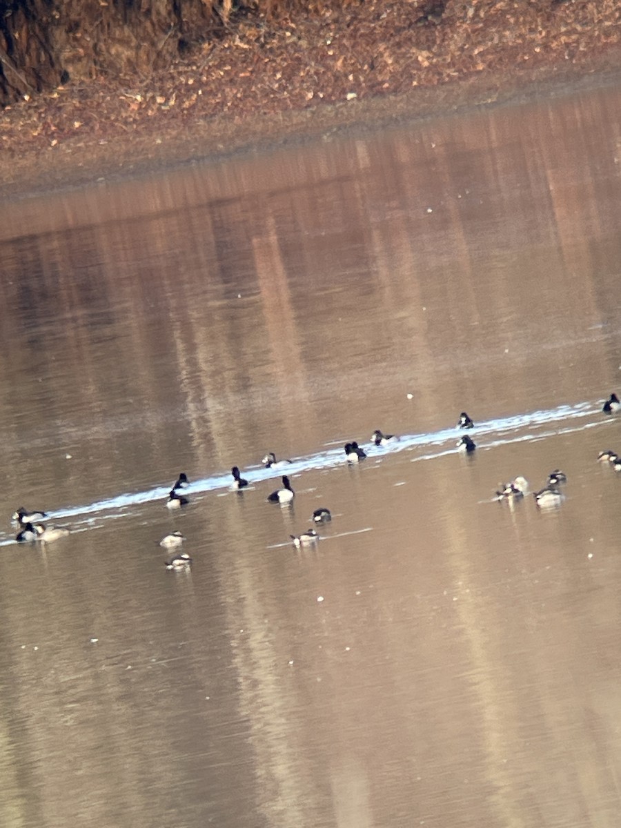 Ring-necked Duck - ML525460751