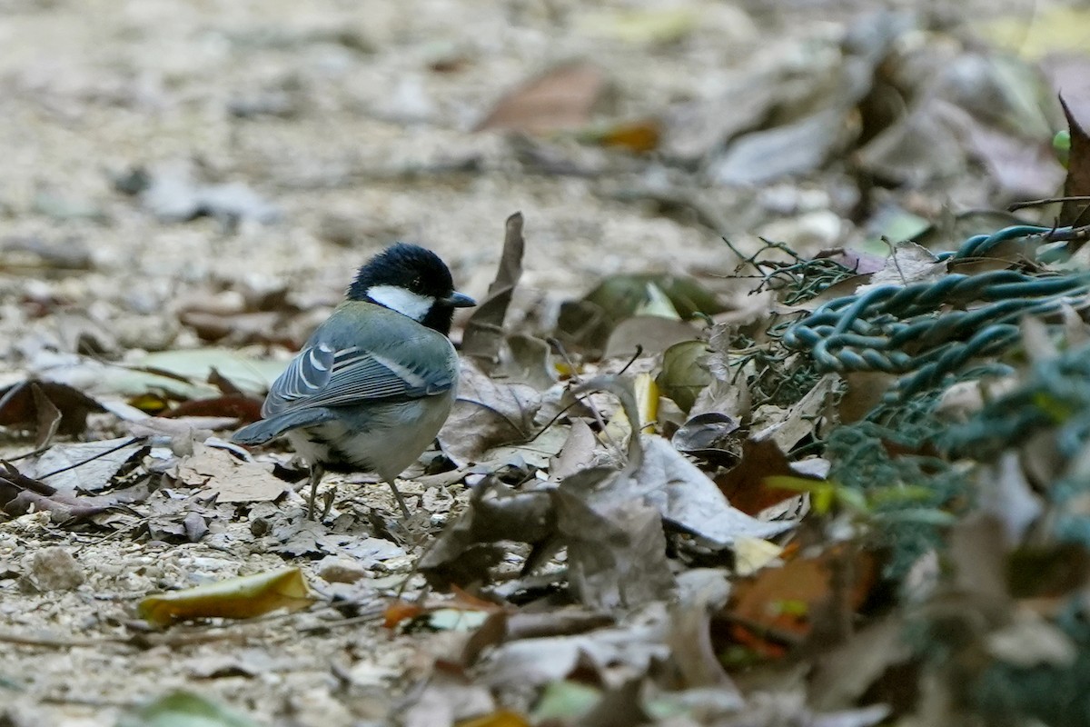 Japanese Tit (Japanese) - ML525460851