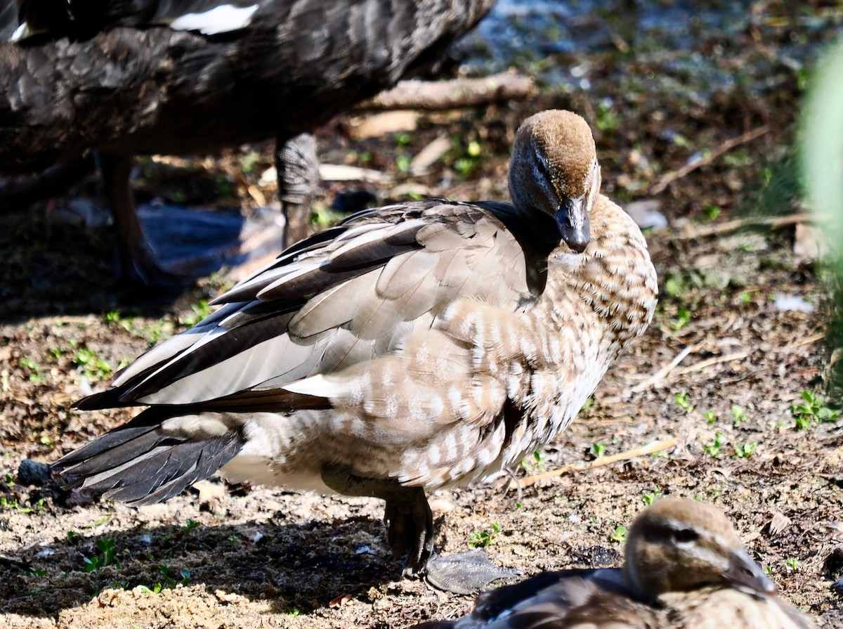 Maned Duck - Ken Glasson