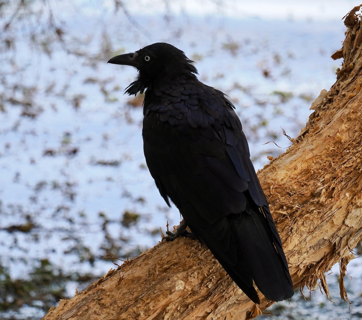 Australian Raven - ML525461701