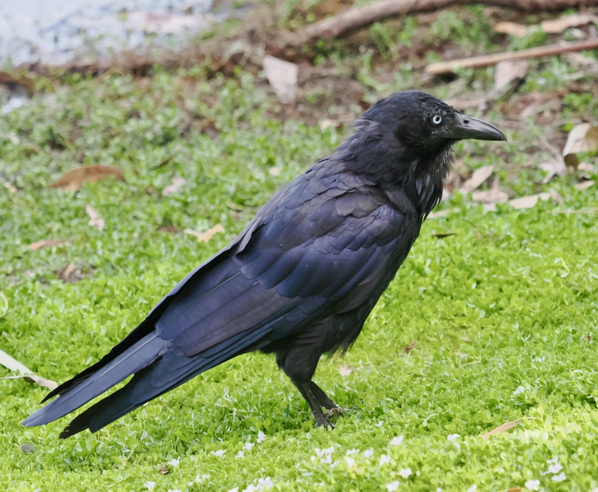 Australian Raven - ML525461711