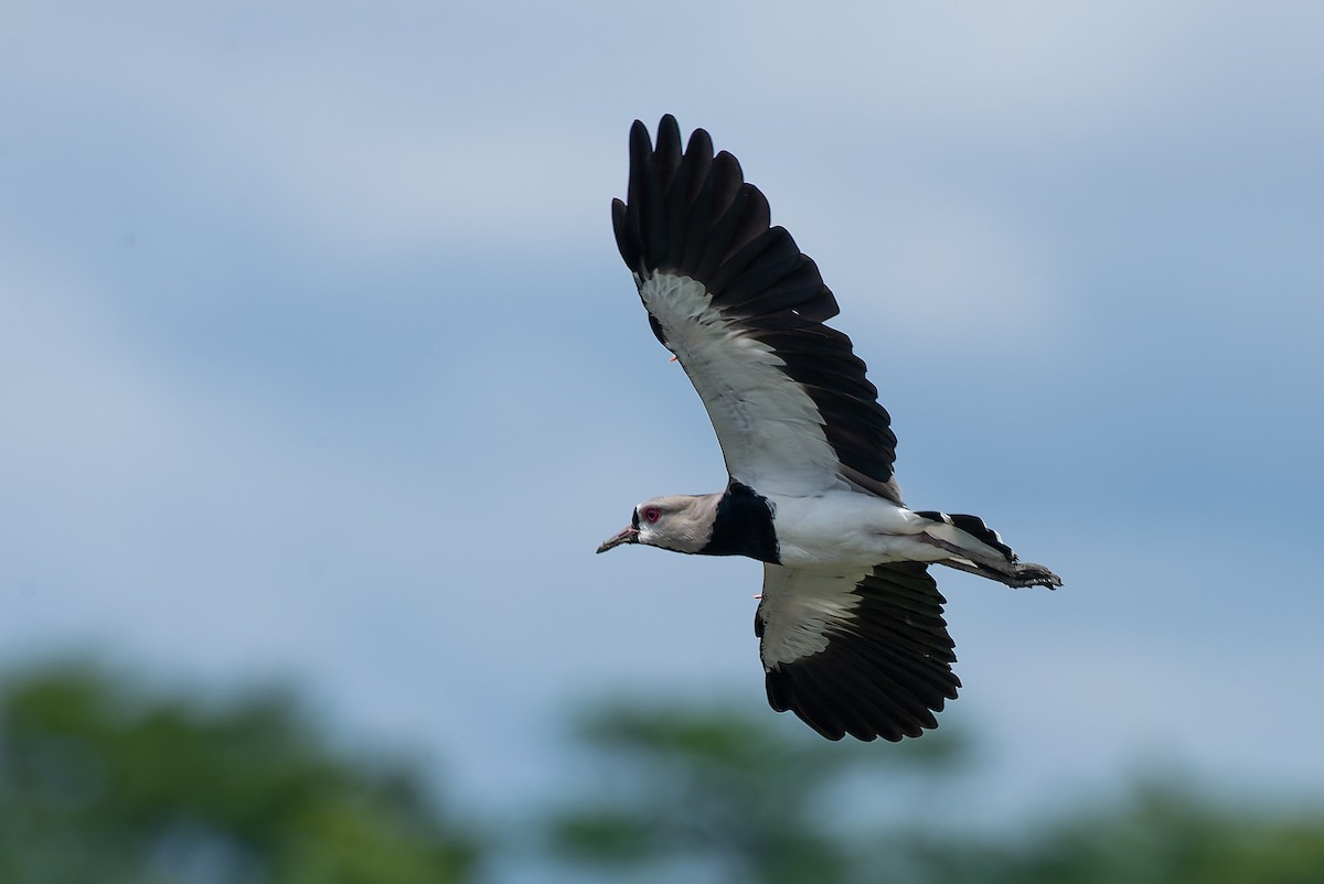 Southern Lapwing - ML525462031