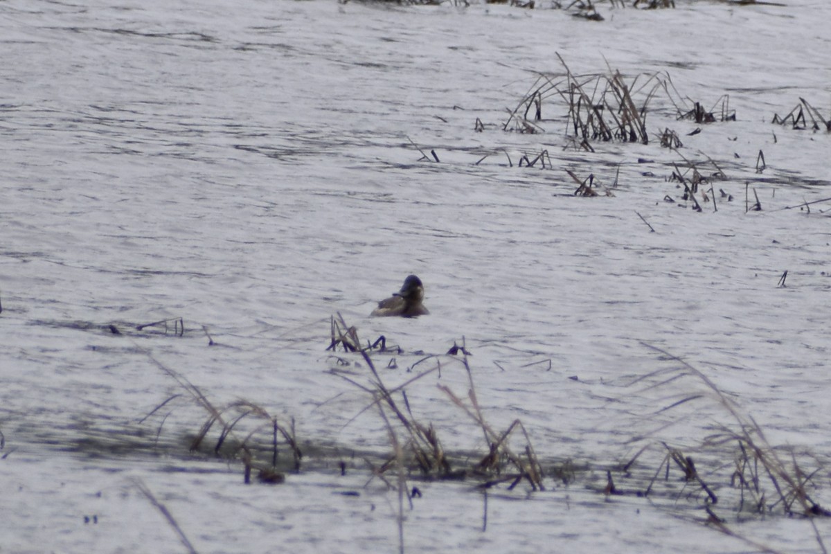 Ruddy Duck - ML525462921