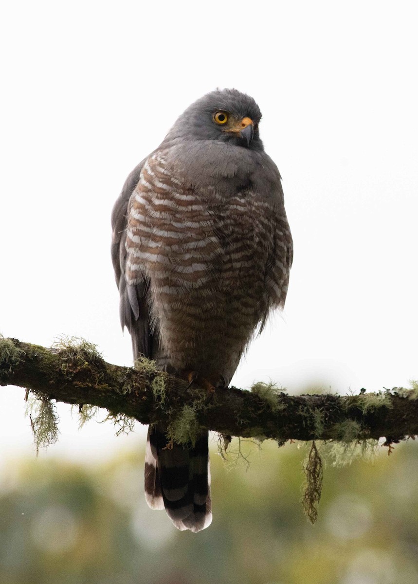 Roadside Hawk - ML525462991