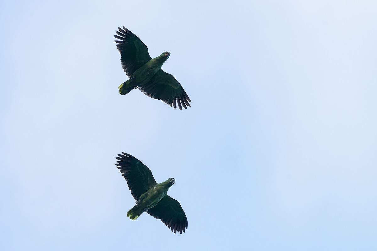 Amazone poudrée - ML525464321