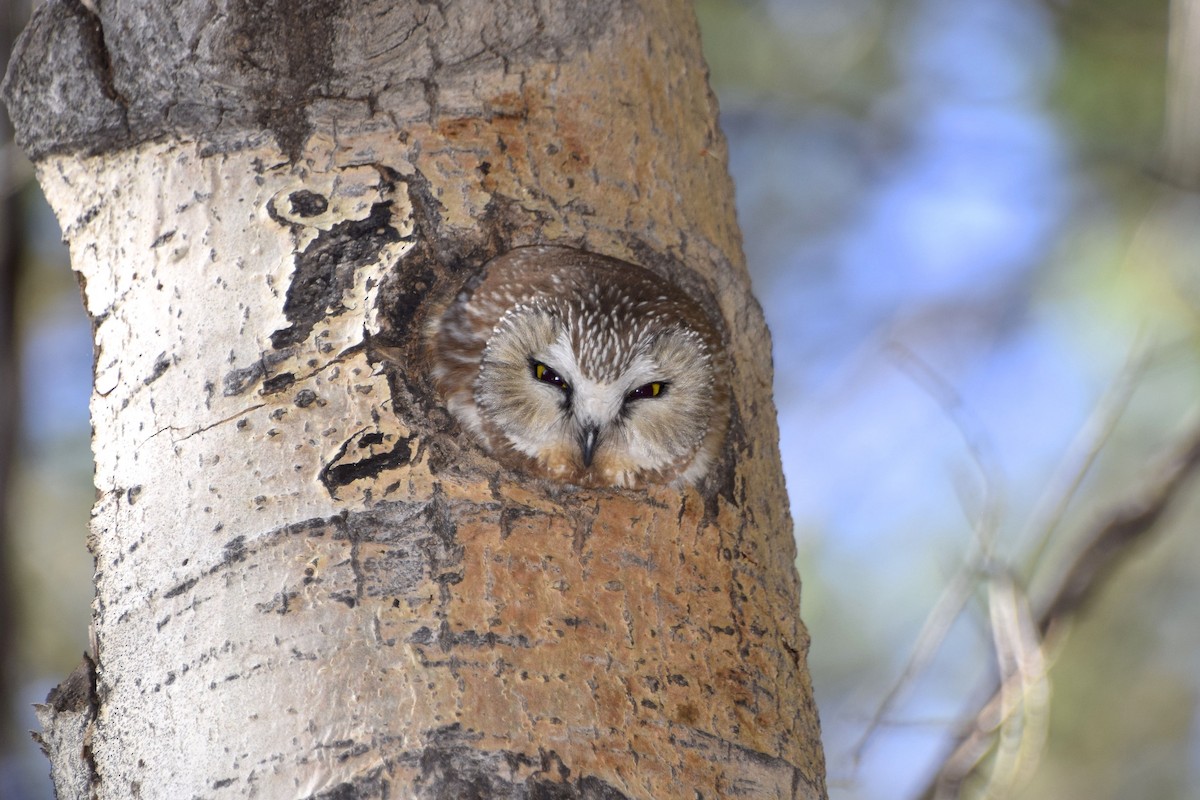 Northern Saw-whet Owl - David Tønnessen