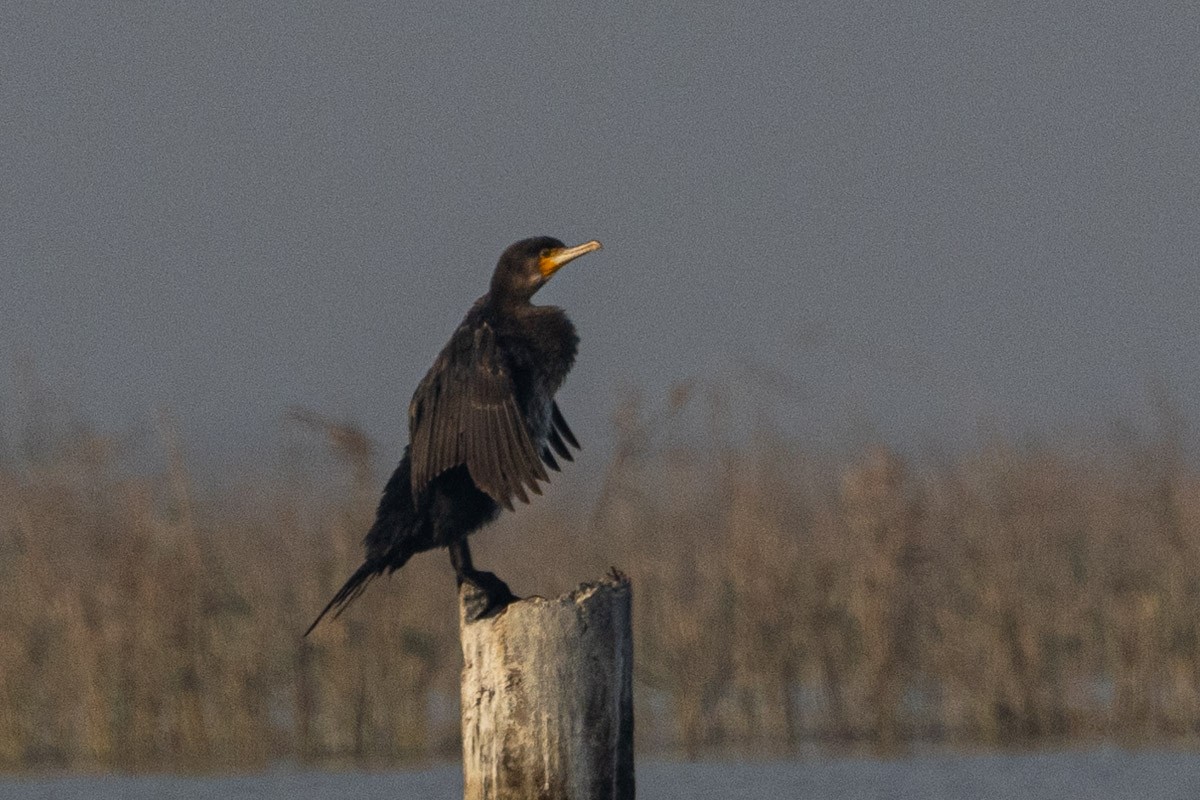 Cormorán Grande - ML525464761