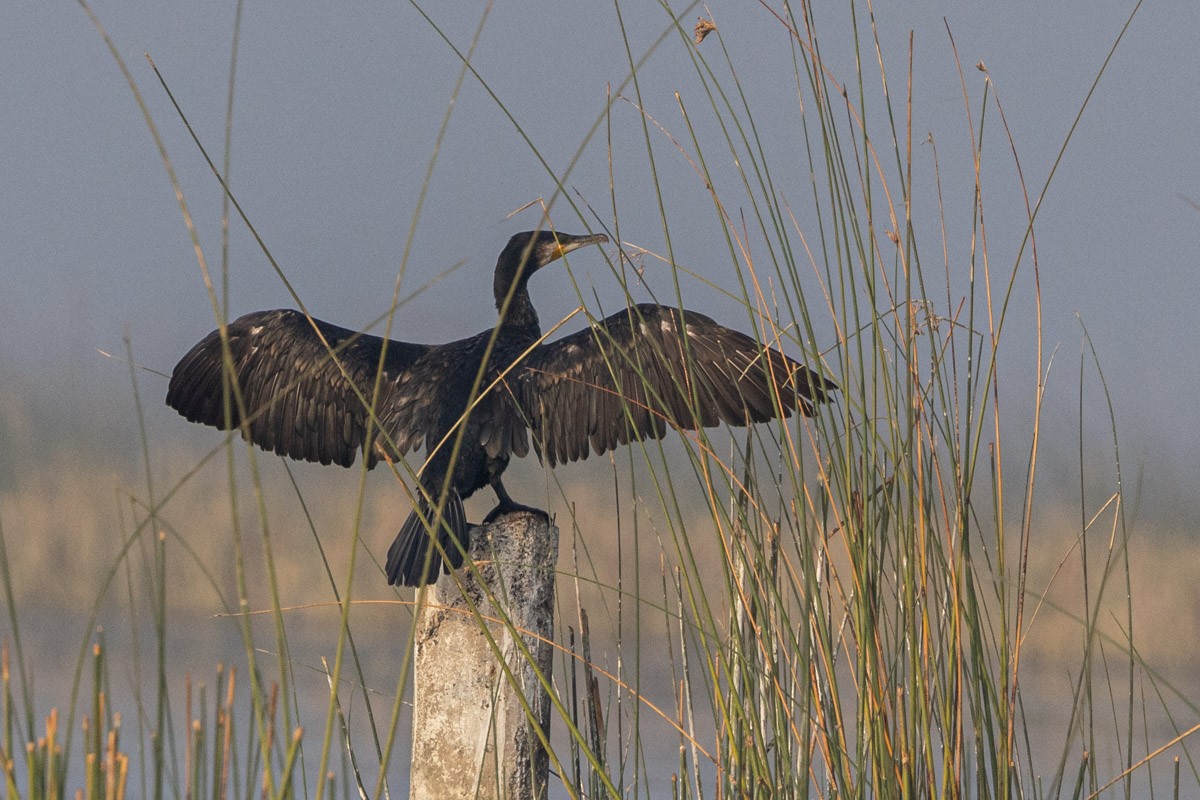 Great Cormorant - Uday Agashe