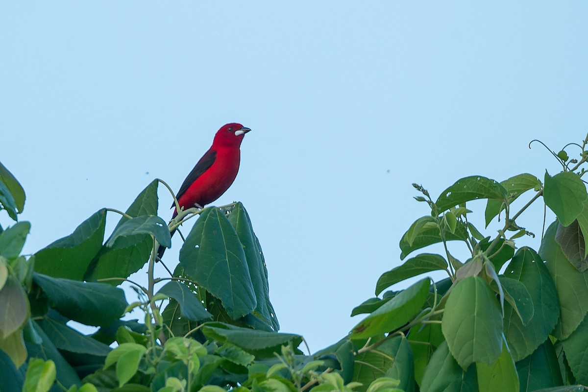 Brazilian Tanager - LUCIANO BERNARDES