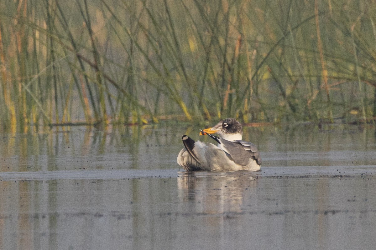 Pallas's Gull - ML525465001