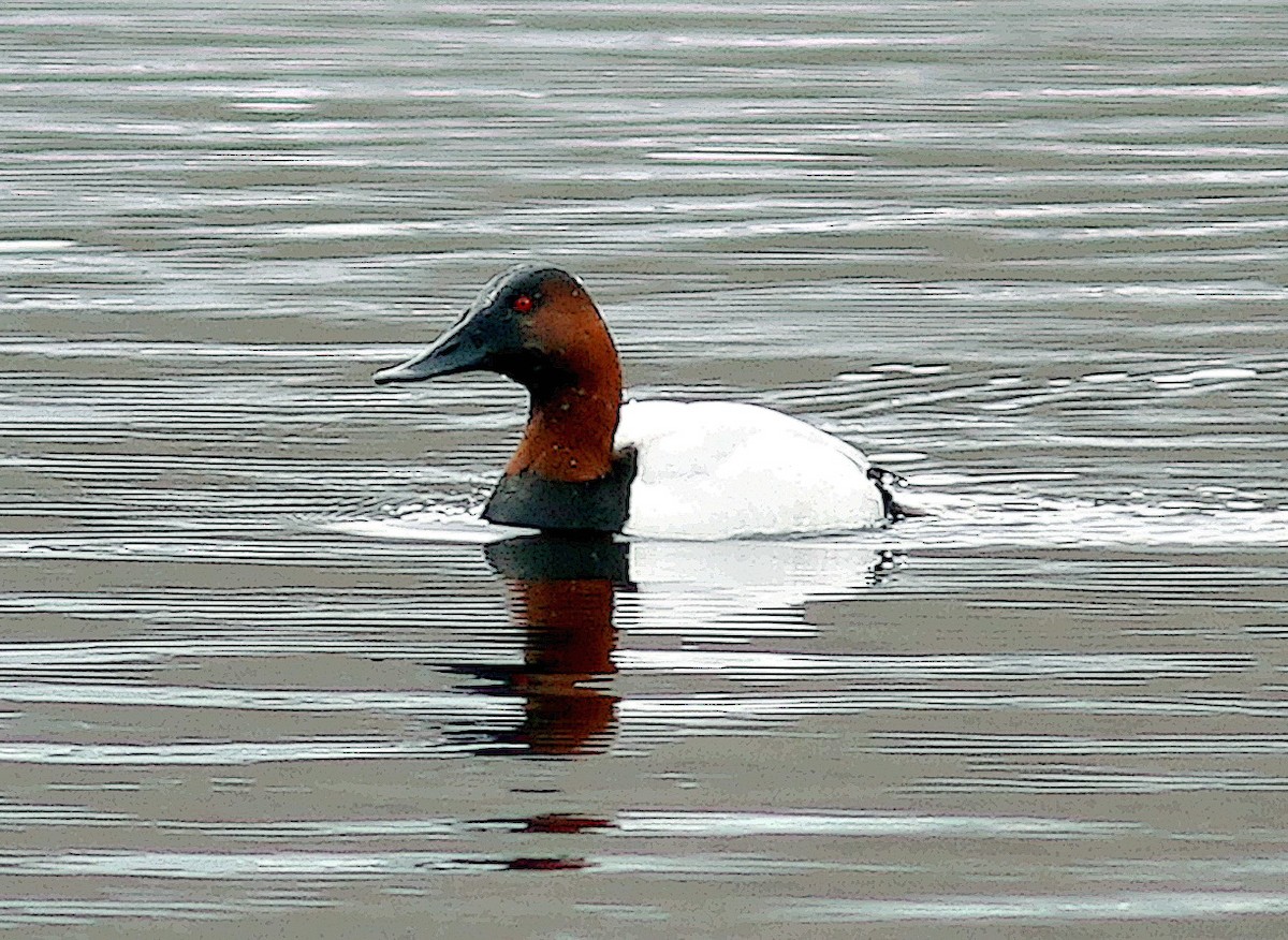 Canvasback - Mike Fahay