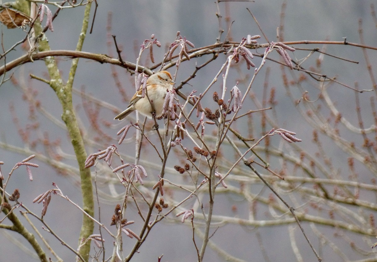 American Tree Sparrow - ML525466621