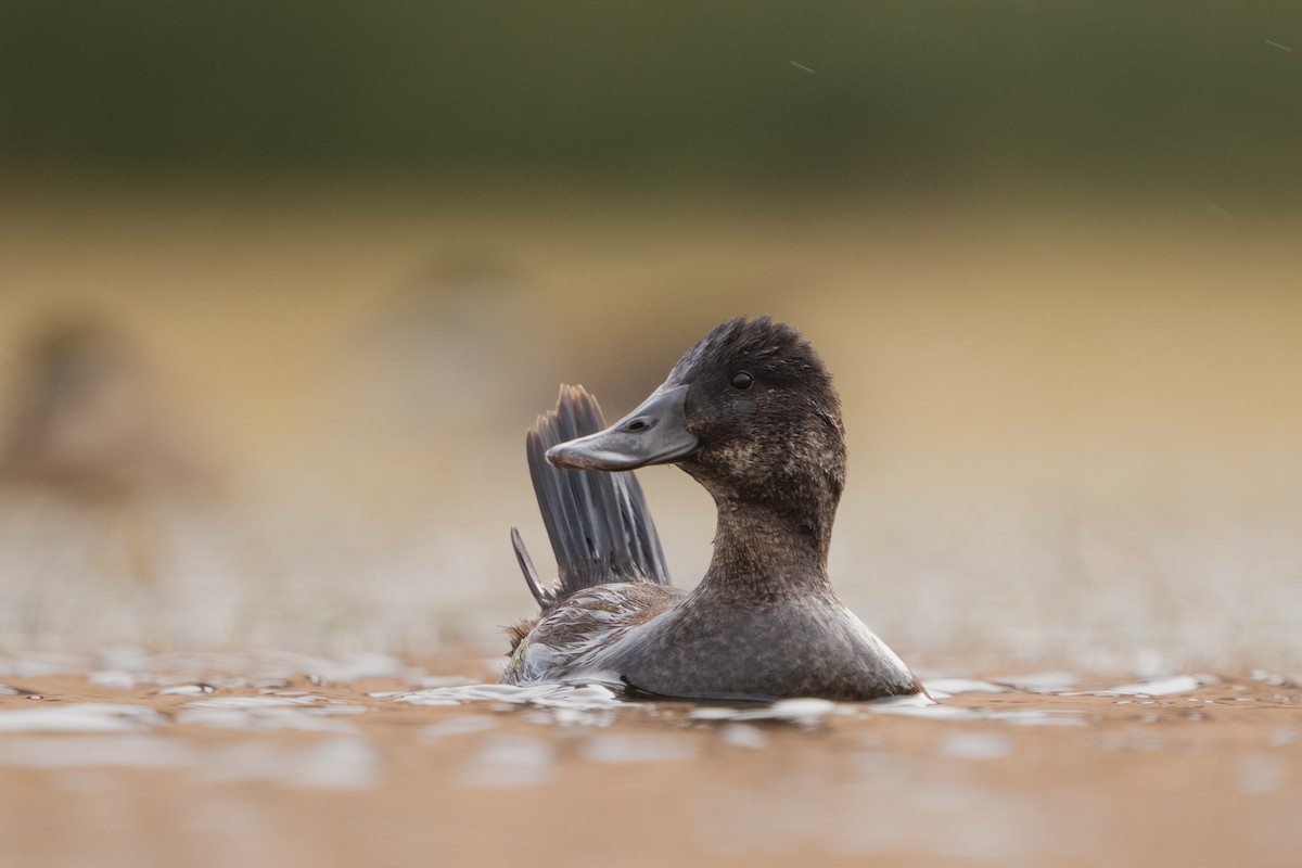 Andean Duck - ML525466861