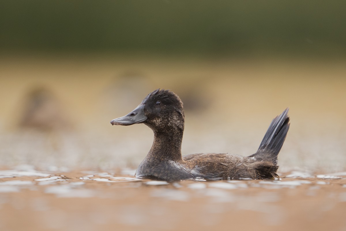 Andean Duck - ML525466871