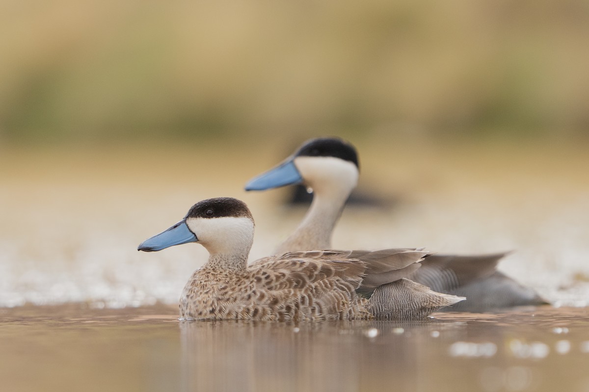 Puna Teal - ML525467281