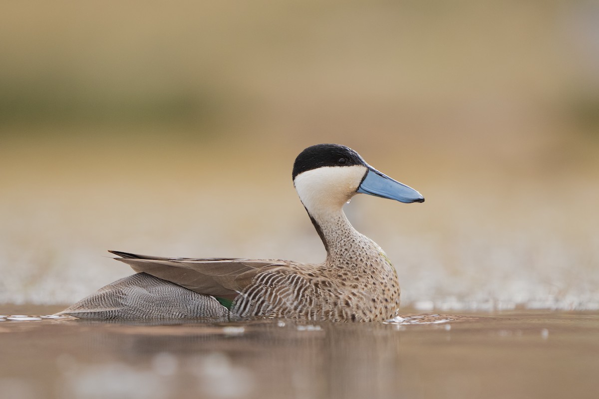 Puna Teal - ML525467291