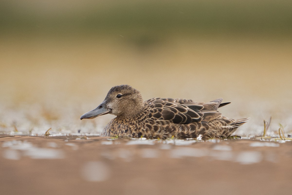 Cinnamon Teal - ML525467851