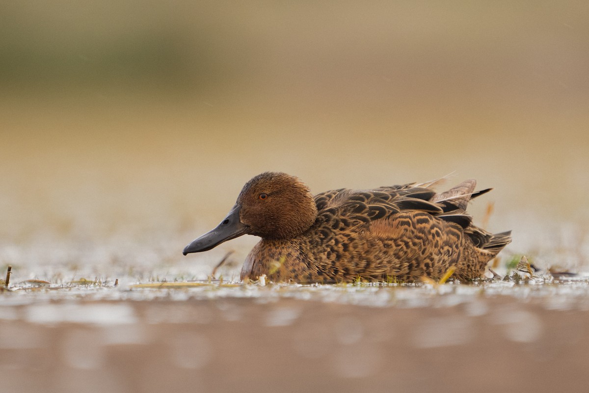 Cinnamon Teal - Kevin Zaouali