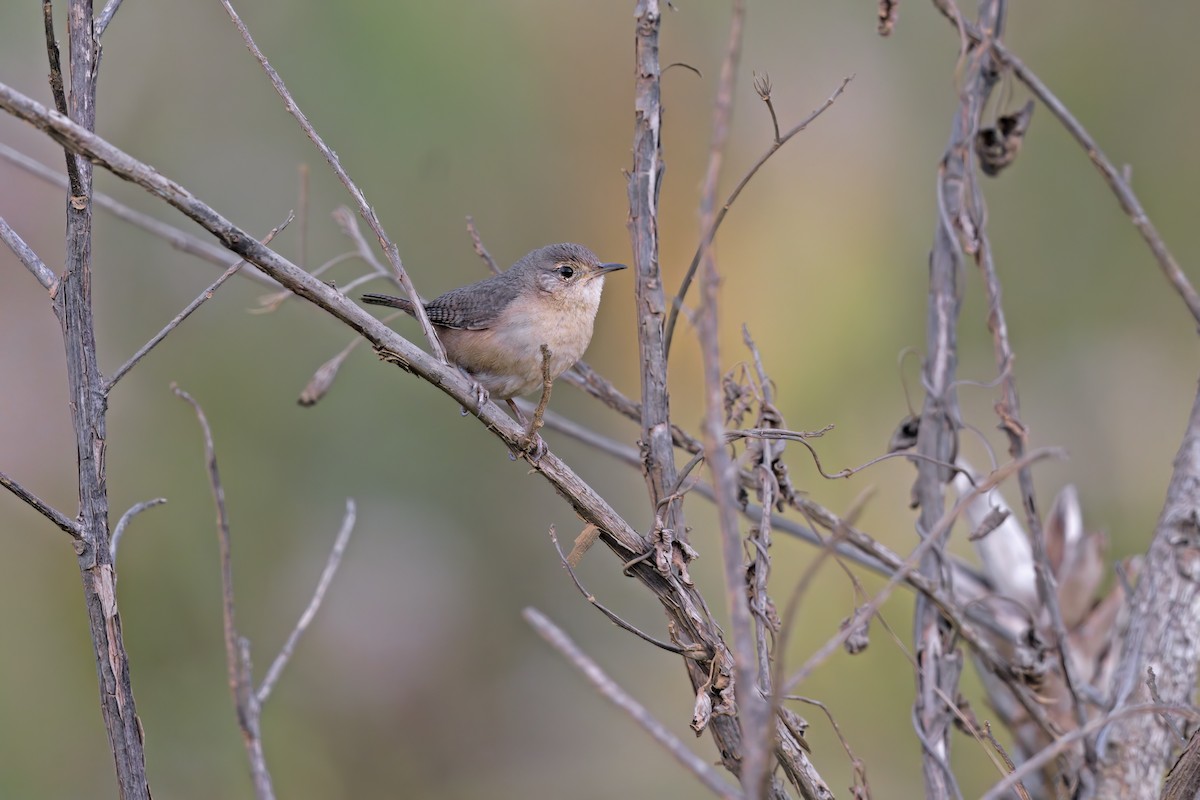 Southern House Wren - ML525468101