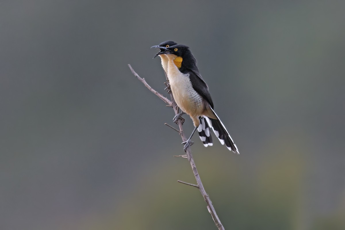 Black-capped Donacobius - ML525468231