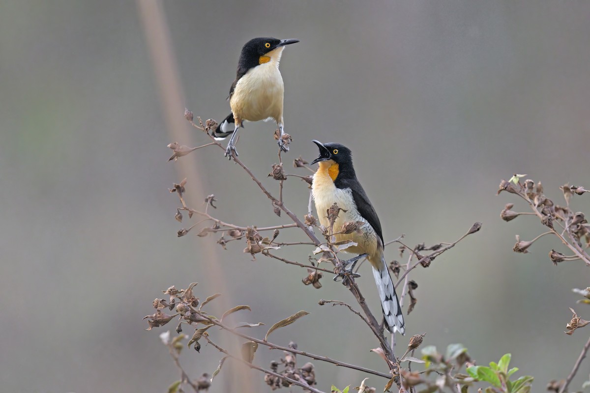 Black-capped Donacobius - ML525468261