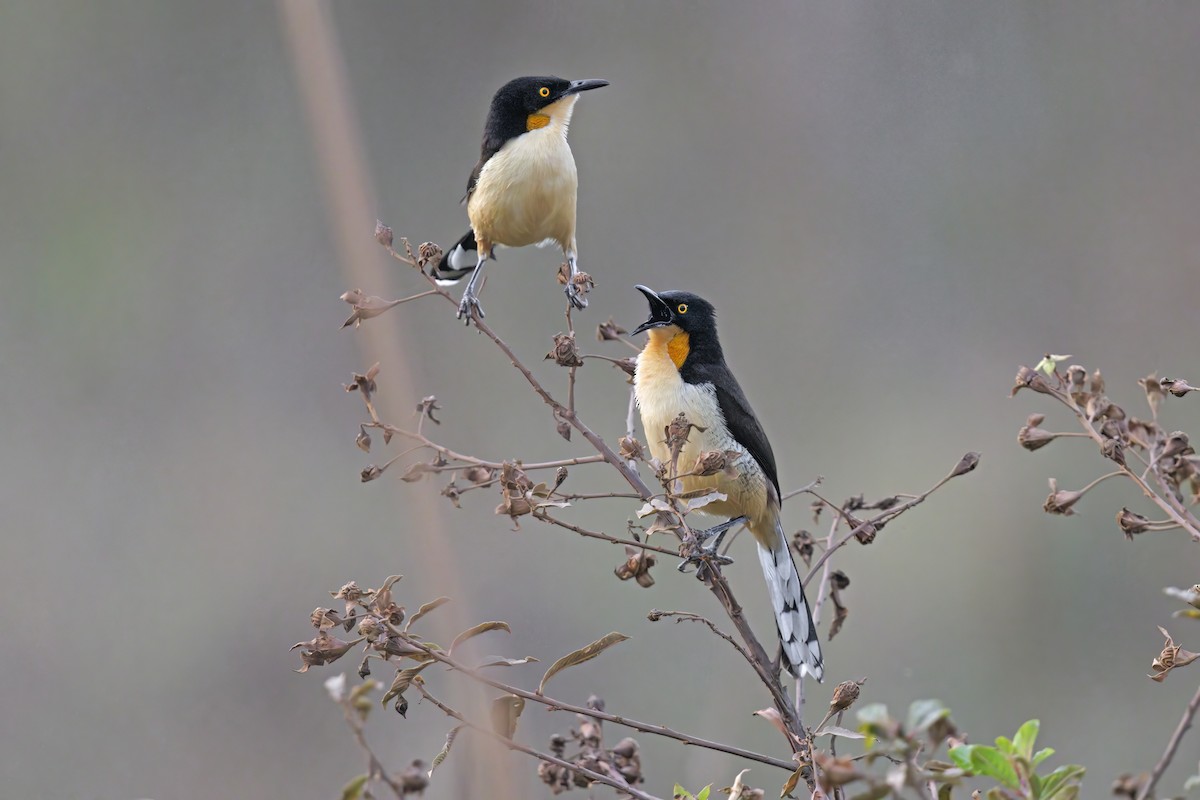 Black-capped Donacobius - ML525468261