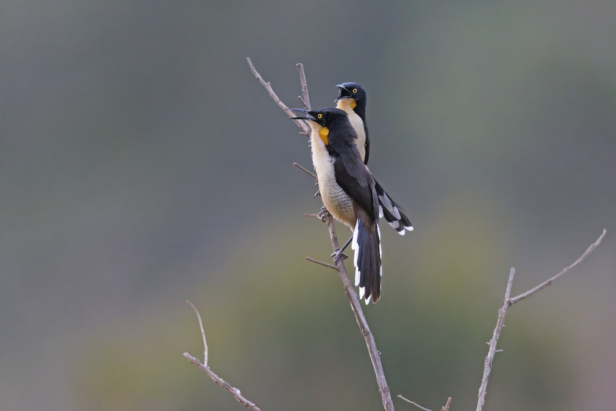 Black-capped Donacobius - ML525468271