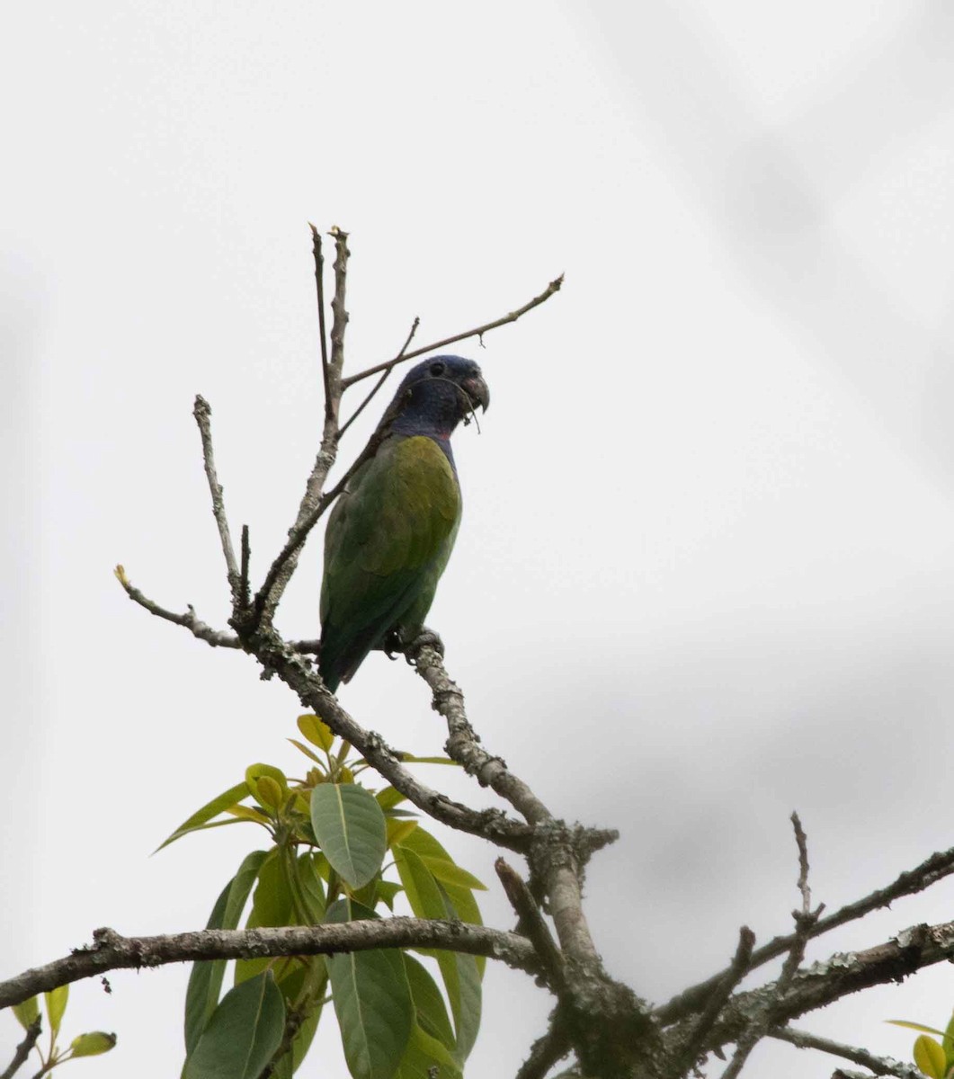 Blue-headed Parrot - ML525468331