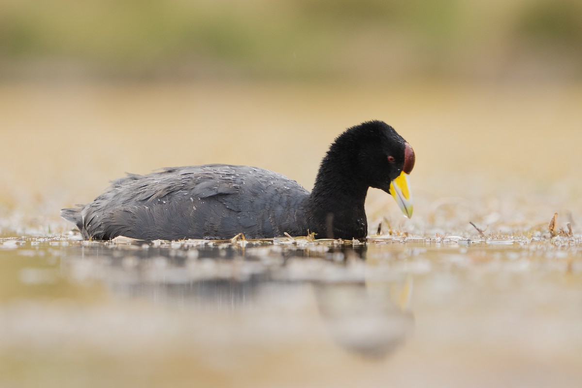 Slate-colored Coot - ML525468341