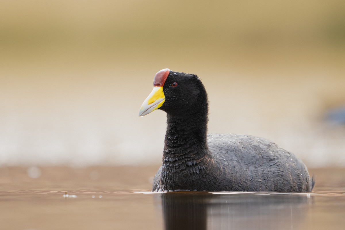Slate-colored Coot - ML525468351