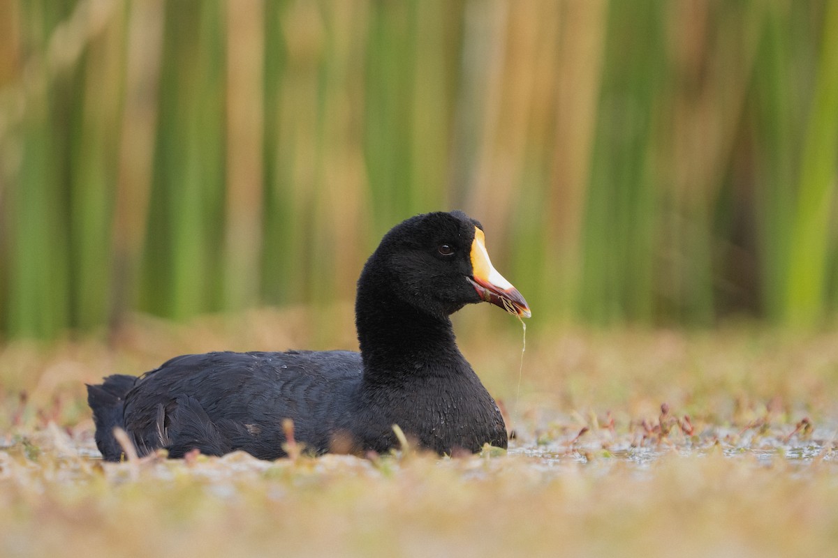 Giant Coot - ML525468921