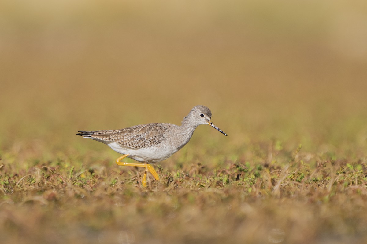 Lesser Yellowlegs - ML525468951