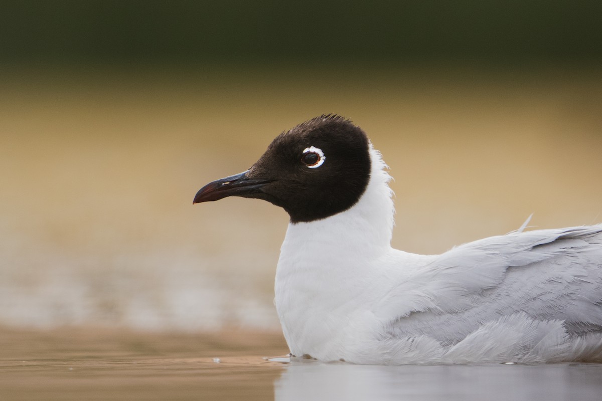 Andean Gull - ML525470501