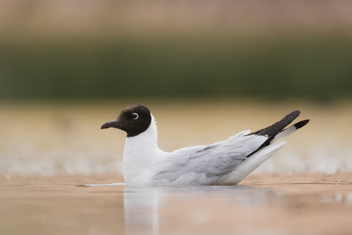 Andean Gull - ML525470511