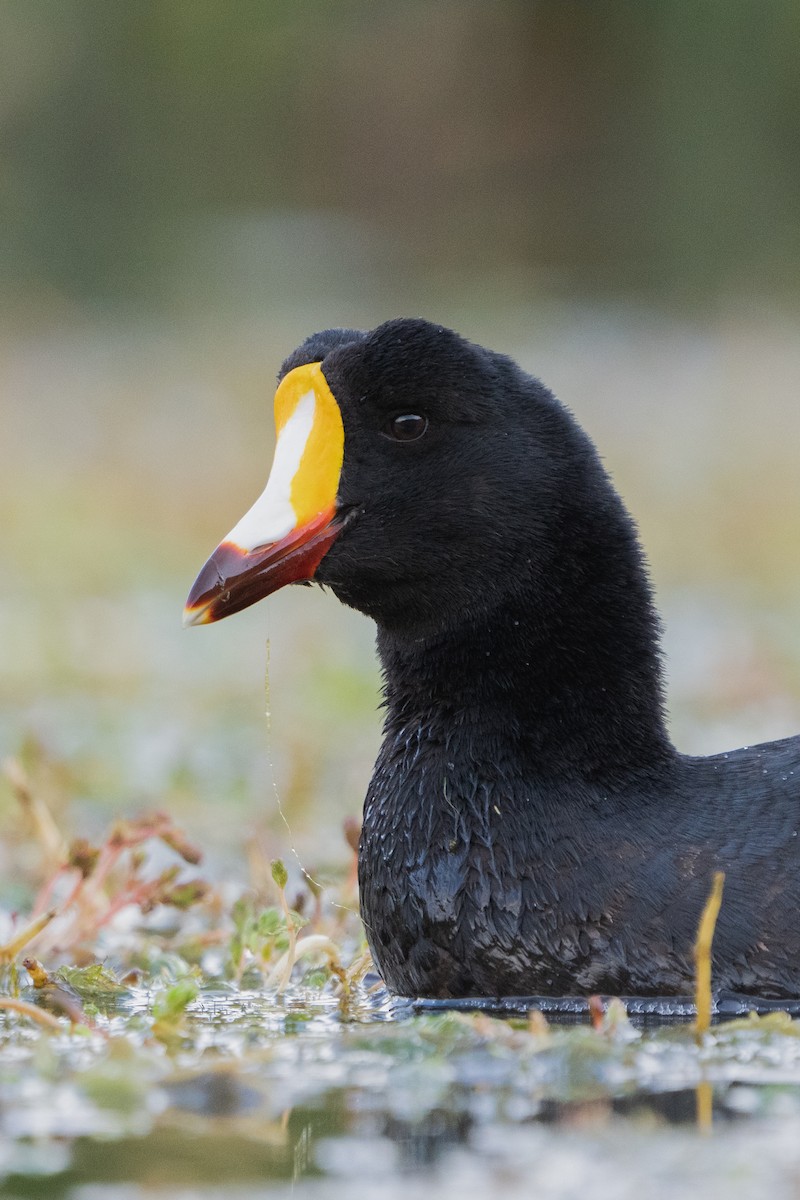 Giant Coot - ML525470521