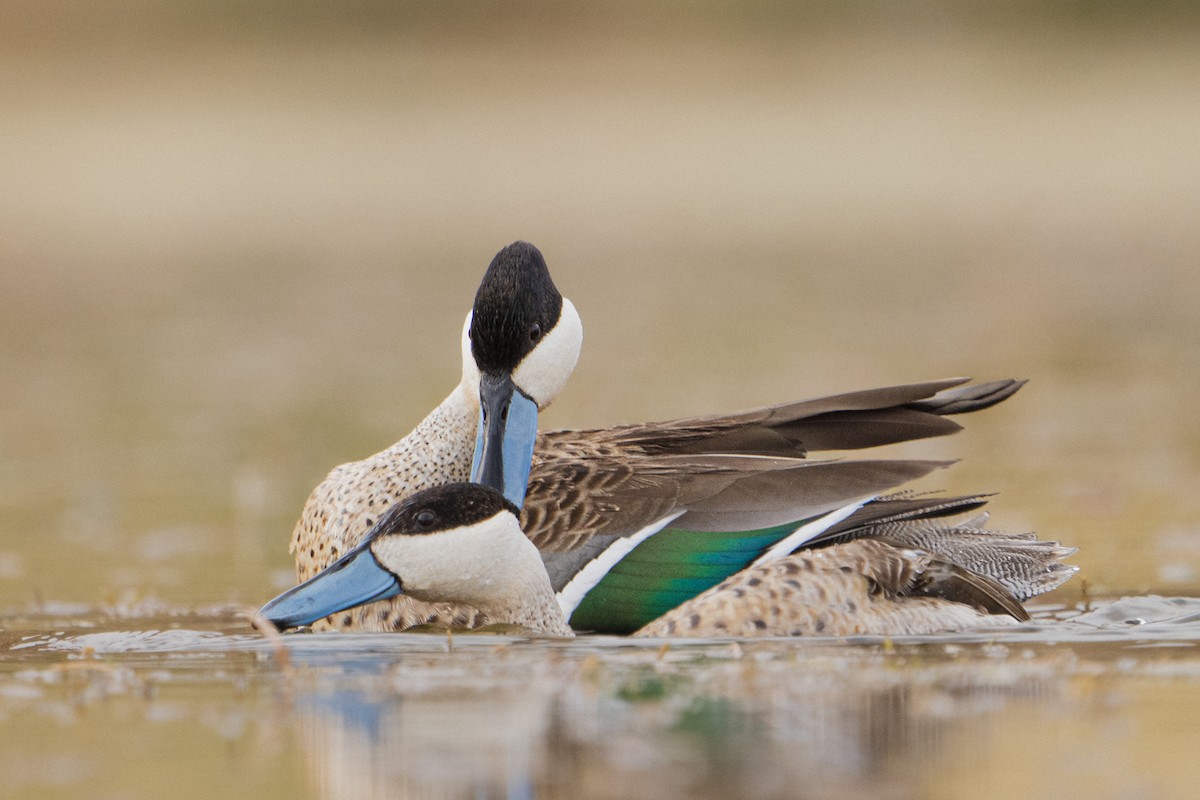 Puna Teal - ML525470531