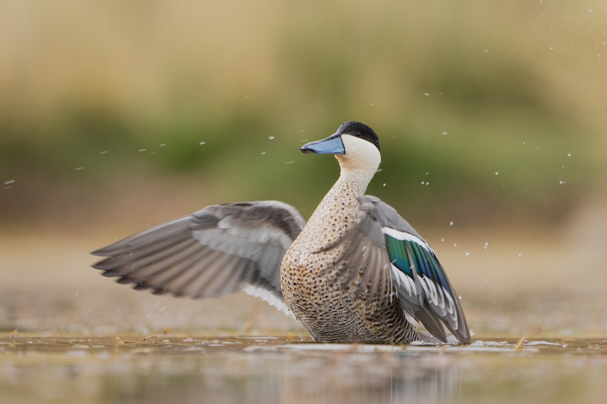 Puna Teal - ML525470541