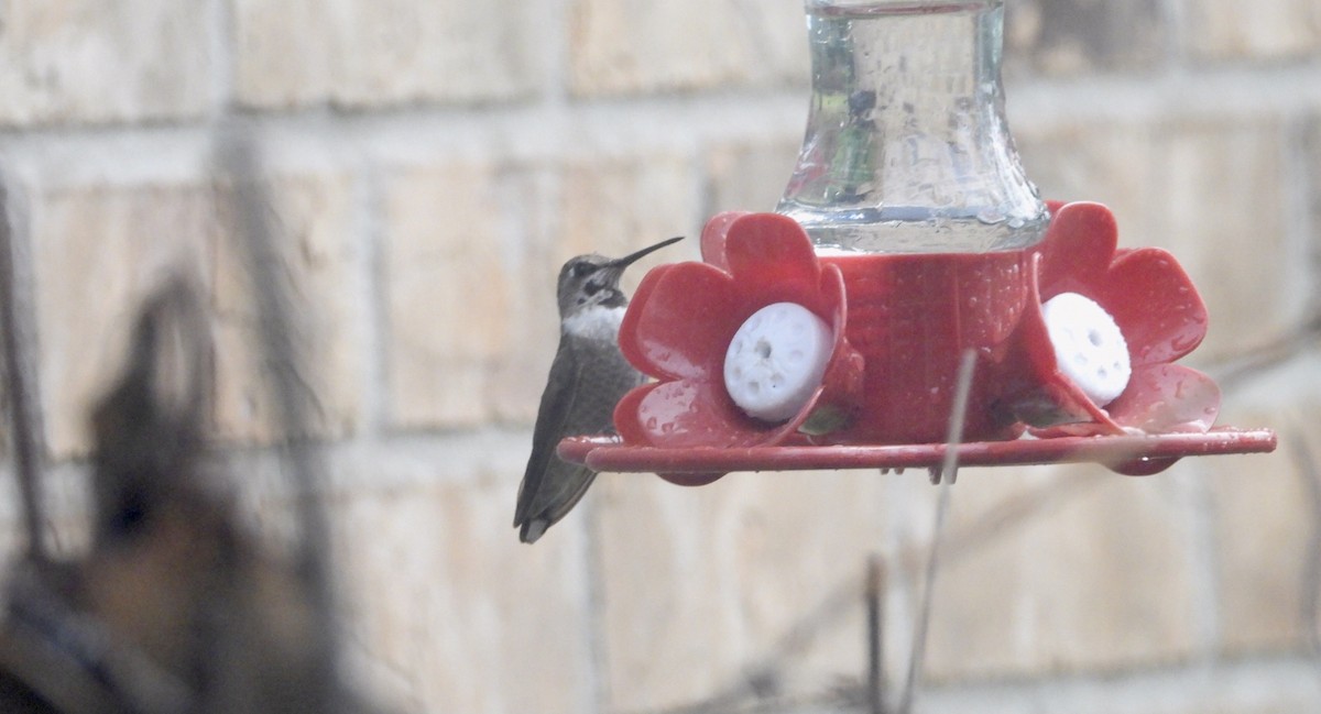 Anna's Hummingbird - ML525470831