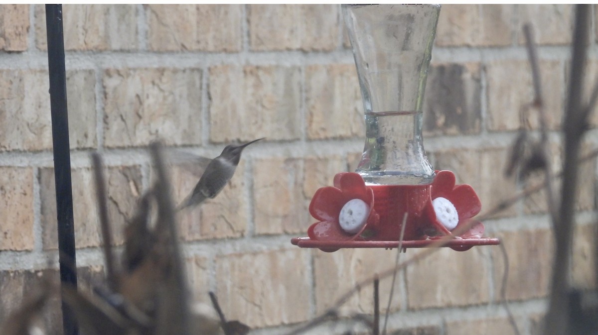 Anna's Hummingbird - ML525471041