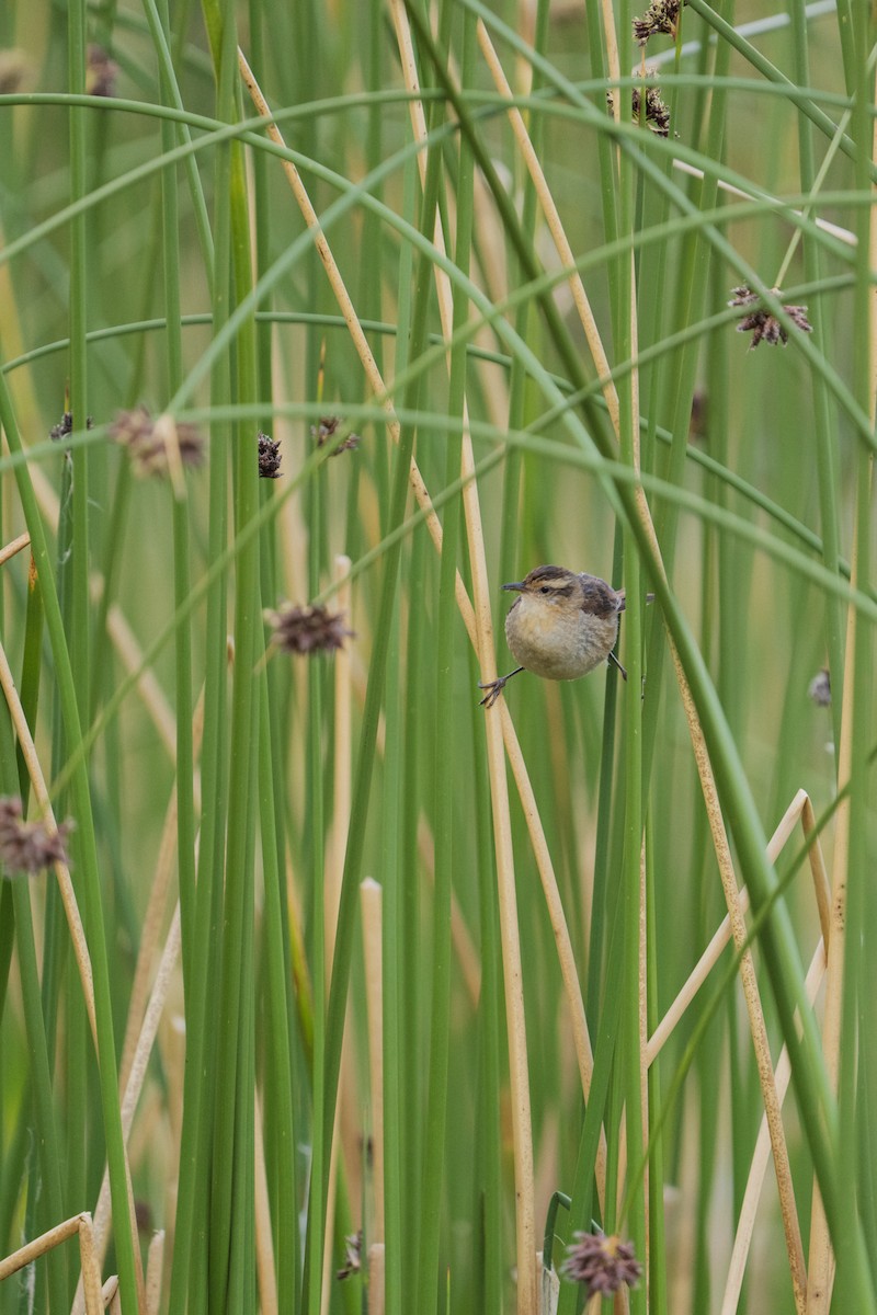 Wren-like Rushbird - ML525471171