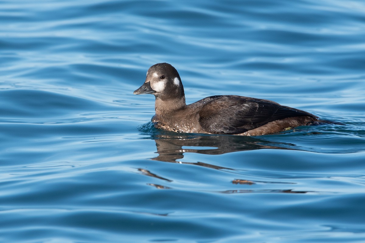 Harlequin Duck - ML525471501