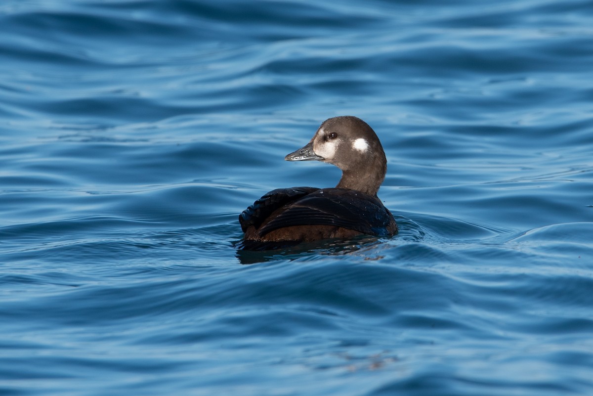 Harlequin Duck - ML525471531