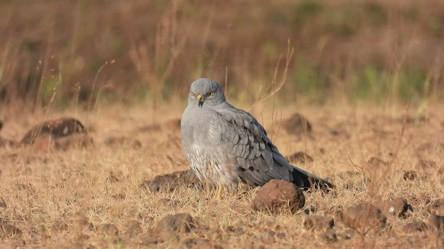 Aguilucho Cenizo - ML525472191