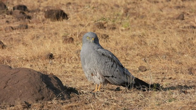 Aguilucho Cenizo - ML525472211