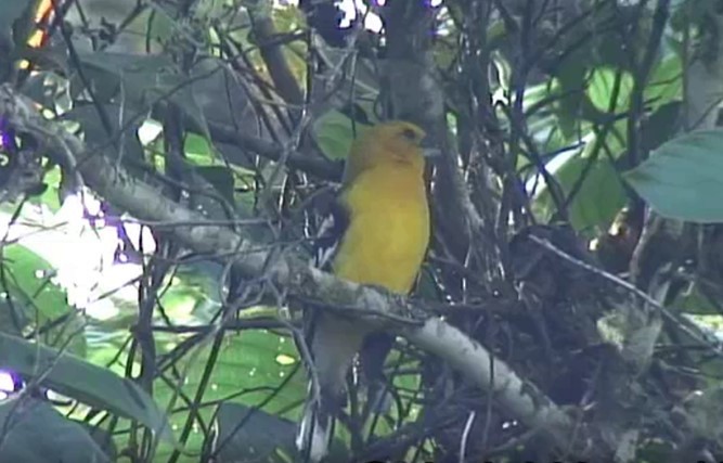 Golden Grosbeak - Josep del Hoyo