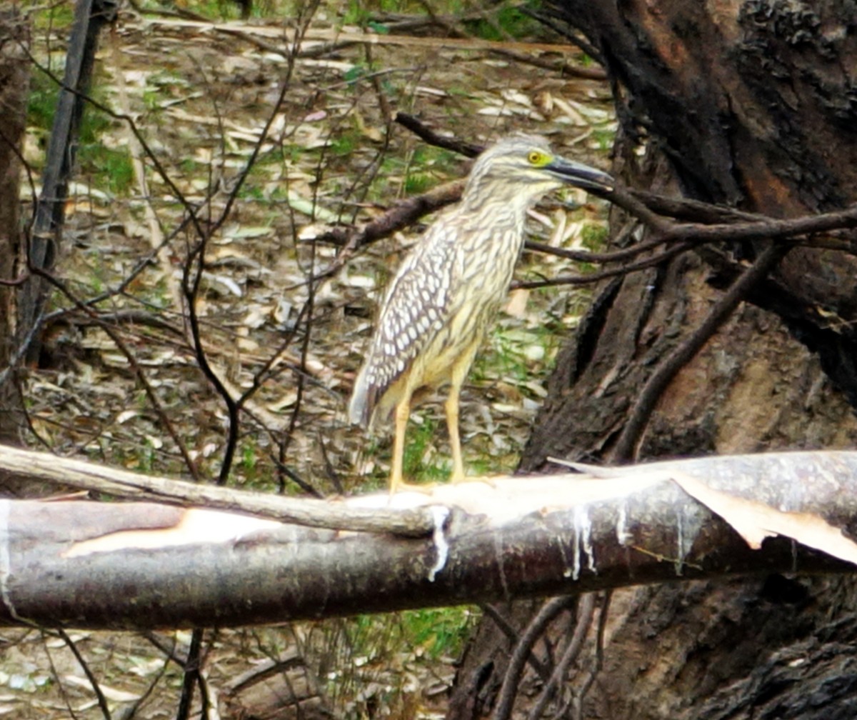 Nankeen Night Heron - ML525472611