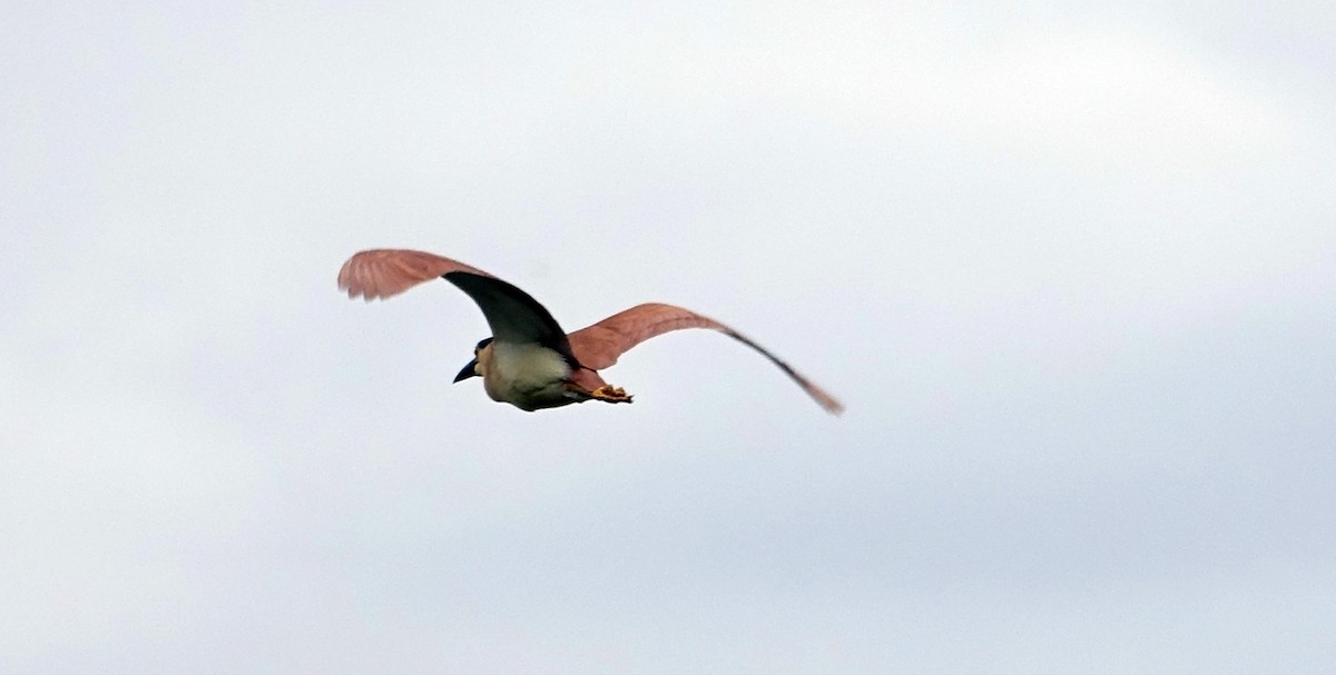 Nankeen Night Heron - ML525472641