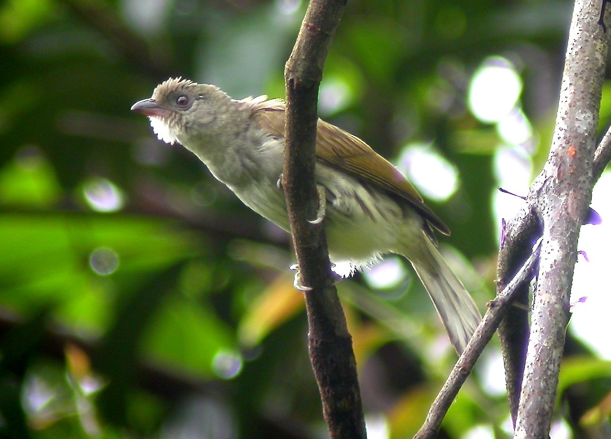 Malaysian Honeyguide - Taweewat Supindham