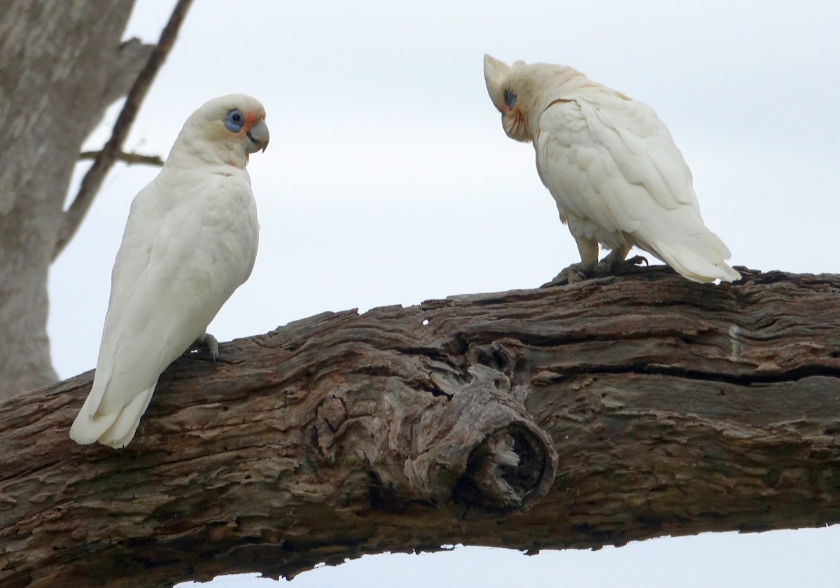 Little Corella - ML525472731