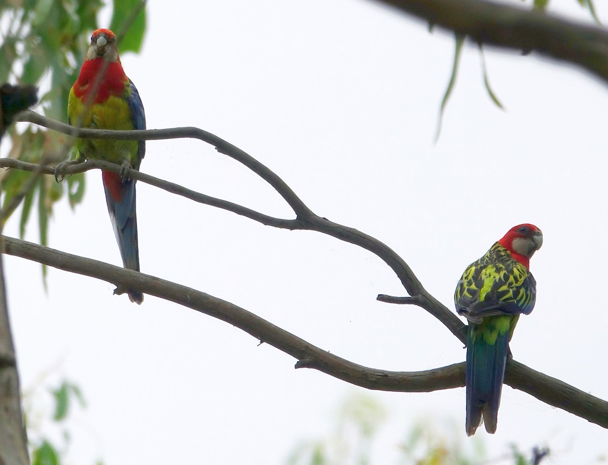 Eastern Rosella - ML525472771